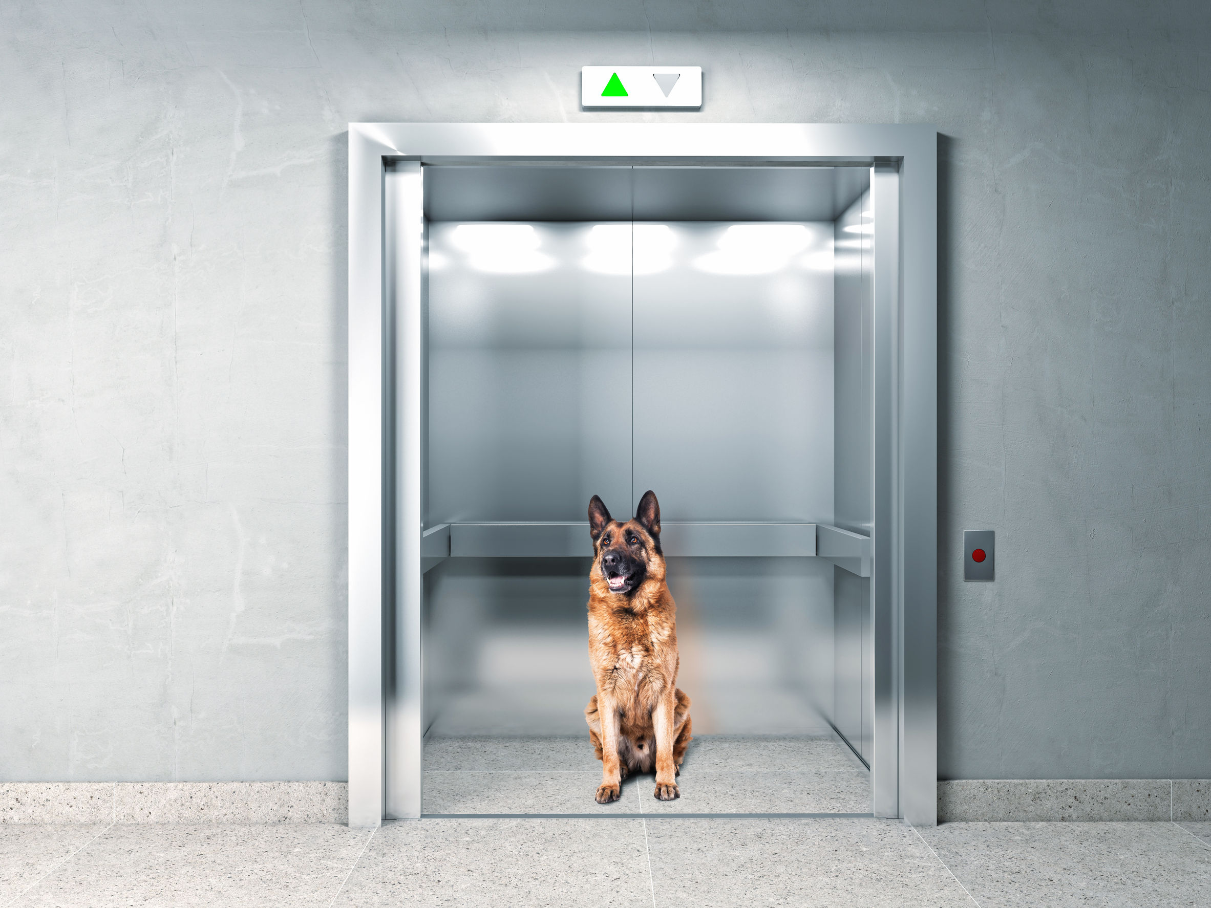 38558408 - classic elevator and german shepherd